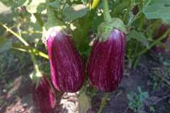 IMG-20250117-WA0046