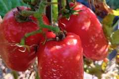 IMG-20250117-WA0049