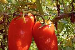 IMG-20250117-WA0051