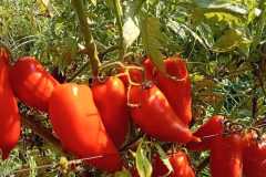 IMG-20250117-WA0052