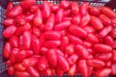 IMG-20250117-WA0054