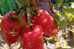 IMG-20250117-WA0055