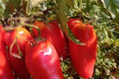 IMG-20250117-WA0058