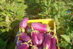 IMG-20250117-WA0060