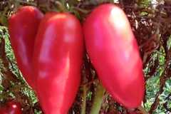 IMG-20250117-WA0061