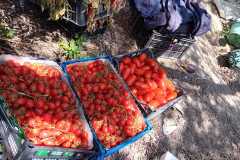 IMG-20250117-WA0063