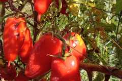 IMG-20250117-WA0064