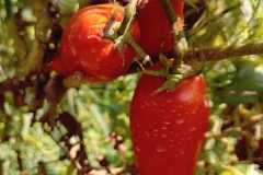 IMG-20250117-WA0065